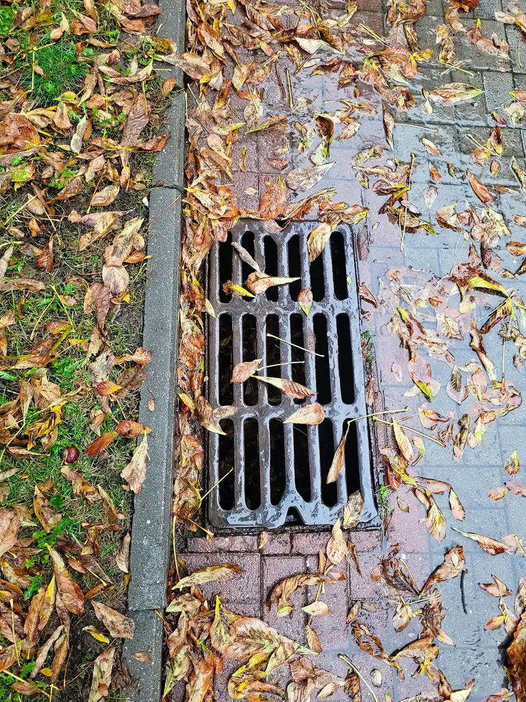 Curbside storm drain grate covered with wet fallen leaves